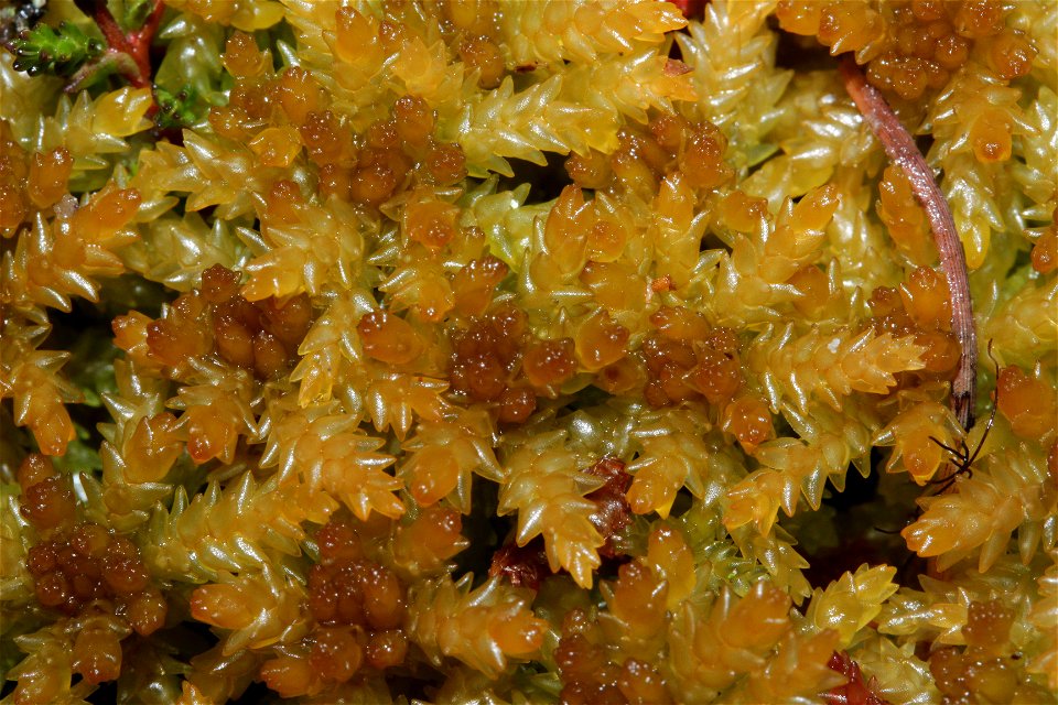 Sphagnum papillosum