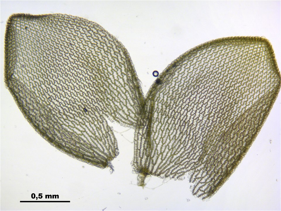 Sphagnum papillosum
