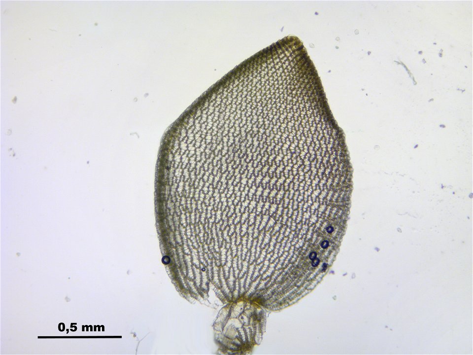 Sphagnum papillosum