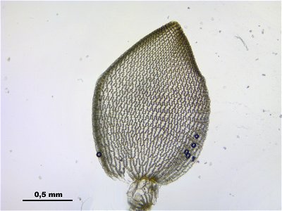 Sphagnum papillosum