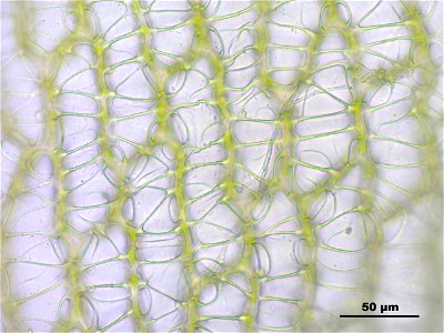 Sphagnum papillosum
