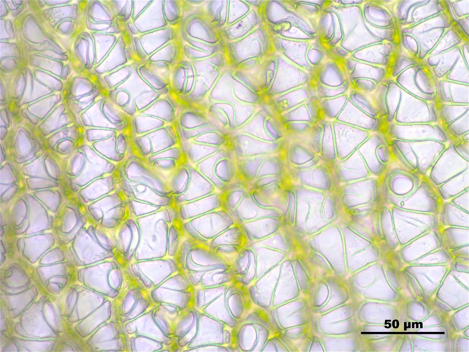 Sphagnum papillosum