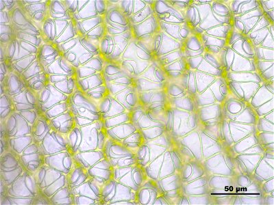 Sphagnum papillosum