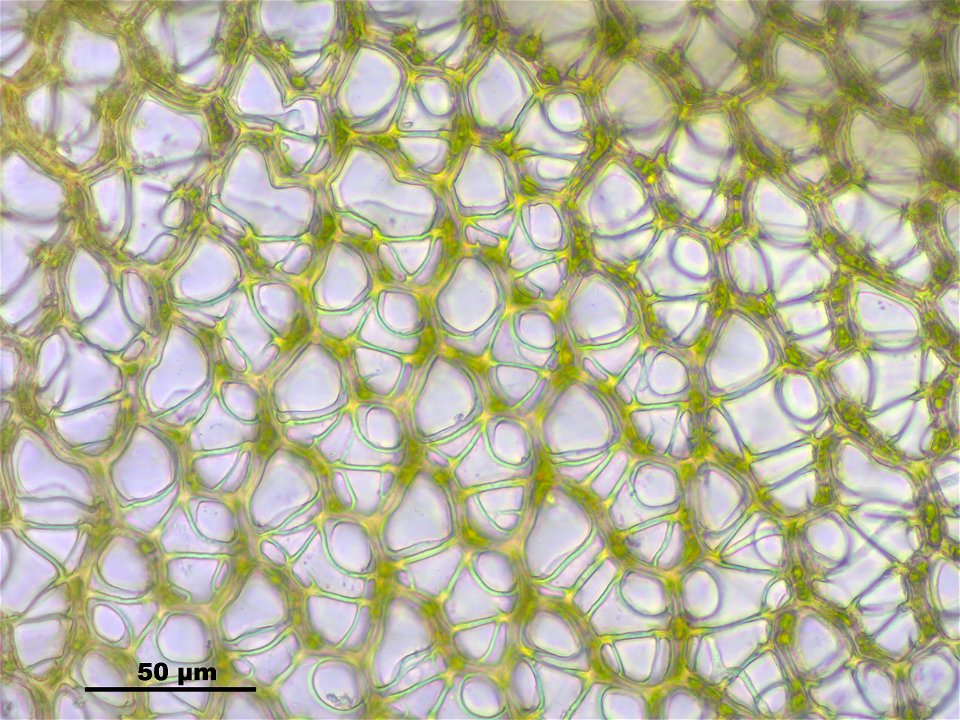 Sphagnum papillosum