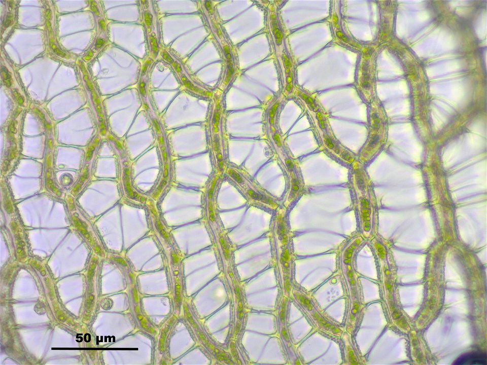 Sphagnum papillosum