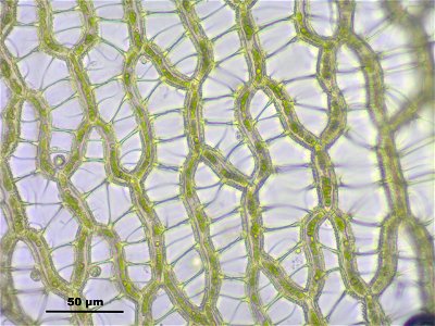Sphagnum papillosum