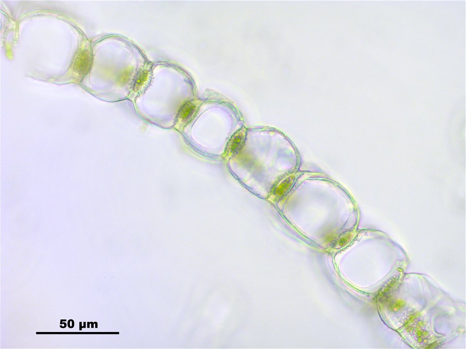 Sphagnum papillosum
