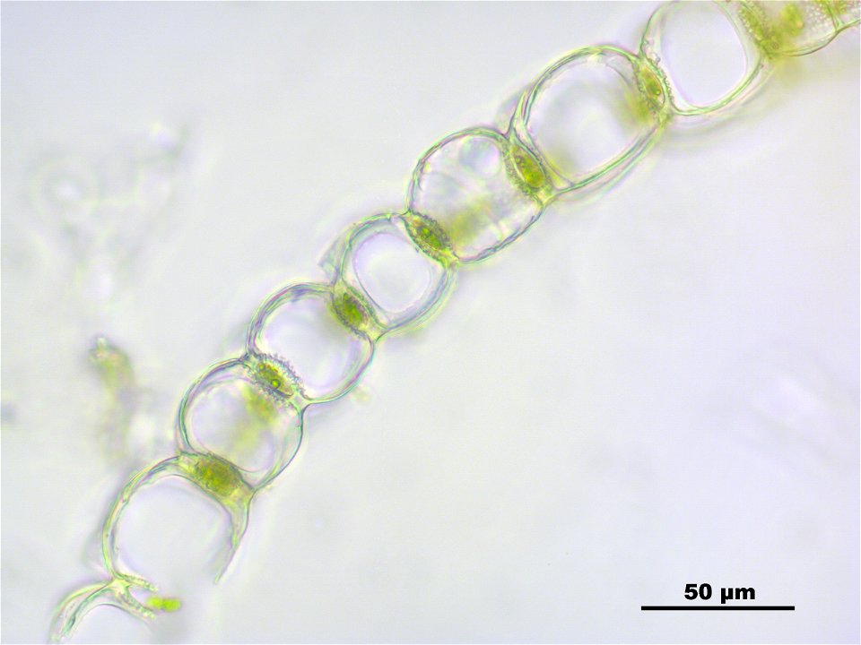 Sphagnum papillosum