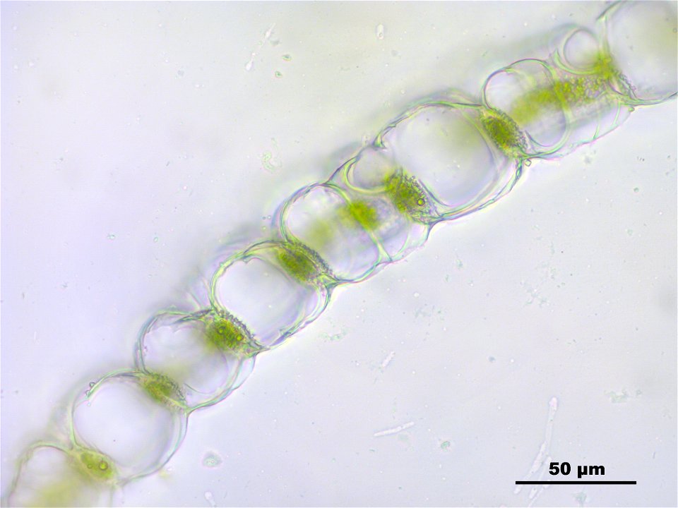Sphagnum papillosum