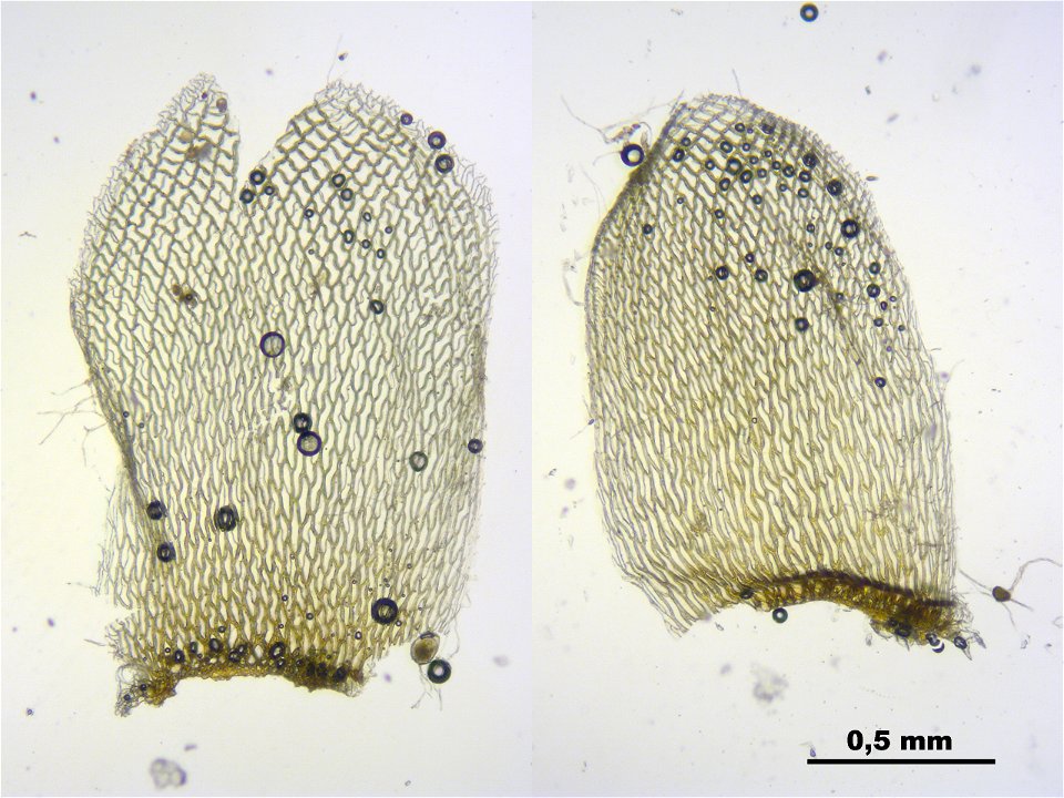 Sphagnum papillosum