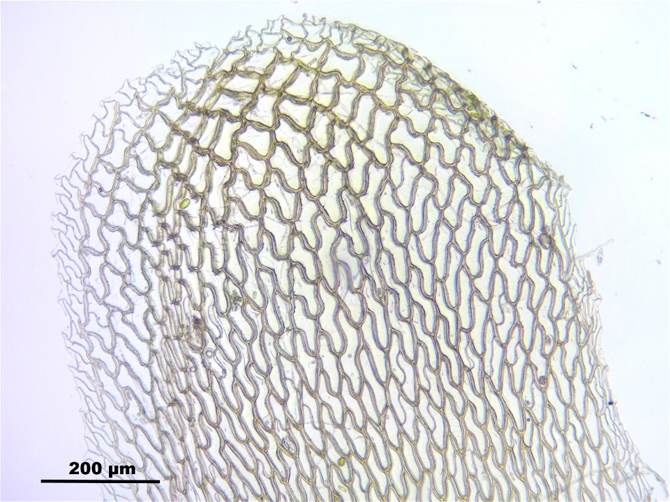 Sphagnum papillosum