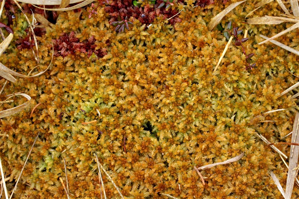 Sphagnum papillosum