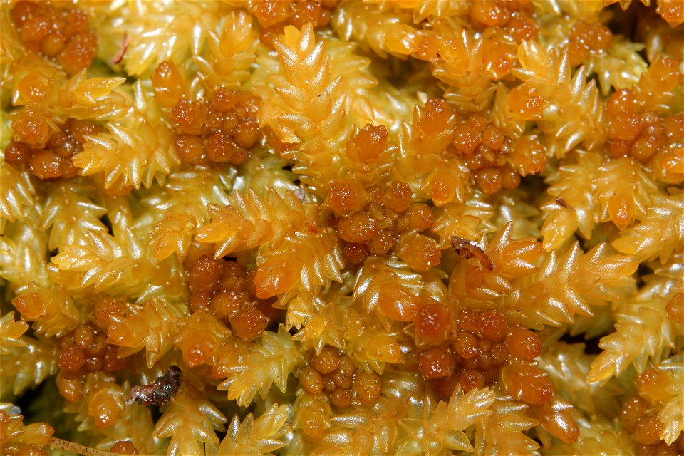 Sphagnum papillosum