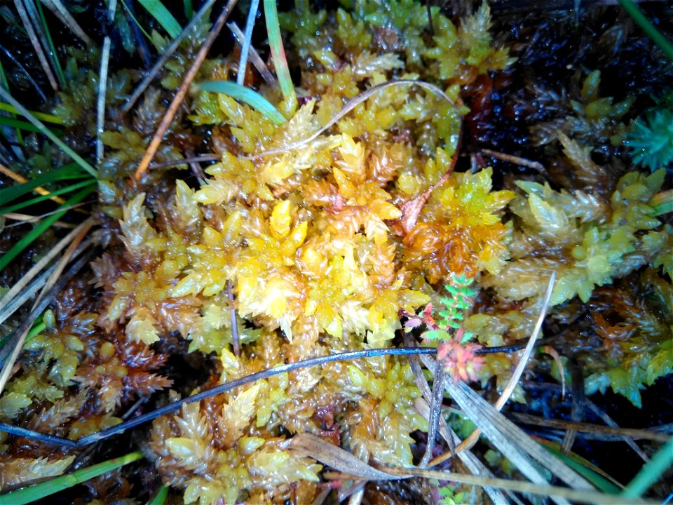 Sphaigne papilleuse (espèce jaune et robuste), tourbières de l'Estiraux (Mées, Landes, Nouvelle Aquitaine, France)