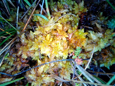 Sphaigne papilleuse (espèce jaune et robuste), tourbières de l'Estiraux (Mées, Landes, Nouvelle Aquitaine, France)