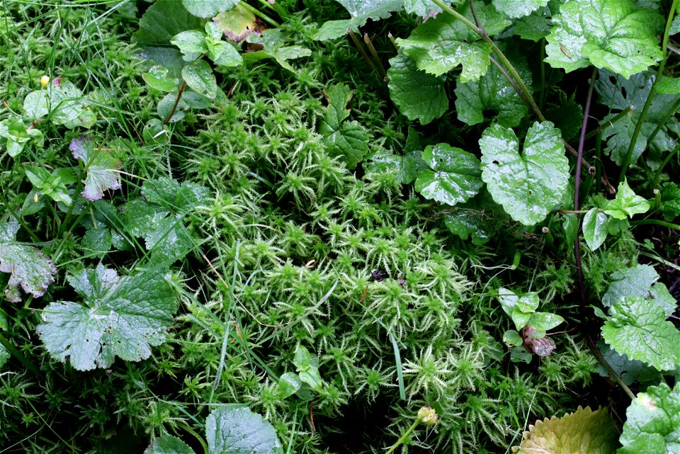 Sphagnum squarrosum