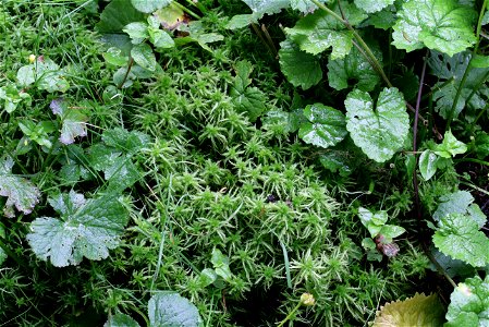 Sphagnum squarrosum