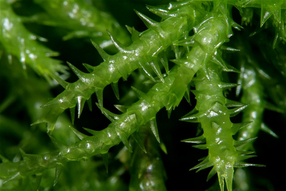 Sphagnum squarrosum