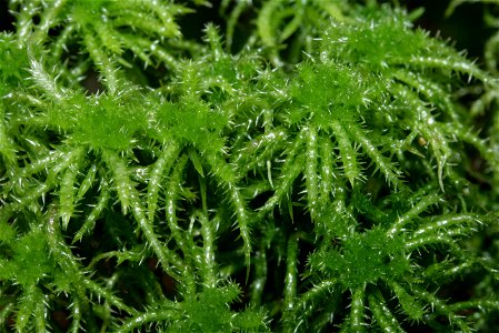 Sphagnum squarrosum