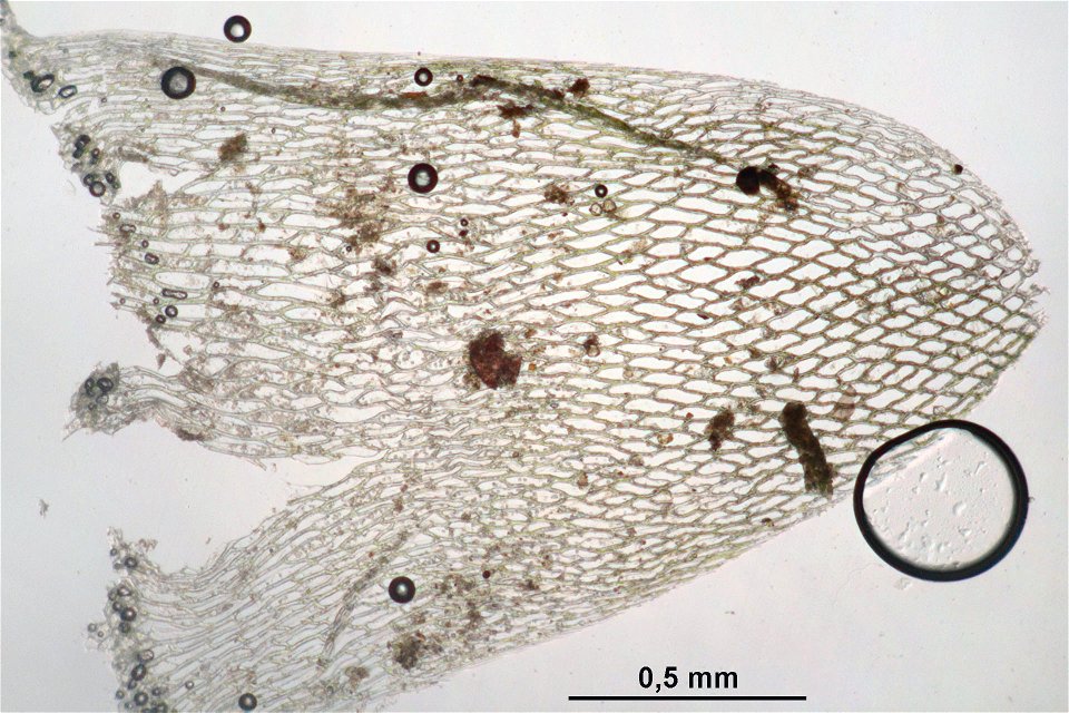 Sphagnum squarrosum