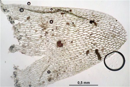 Sphagnum squarrosum