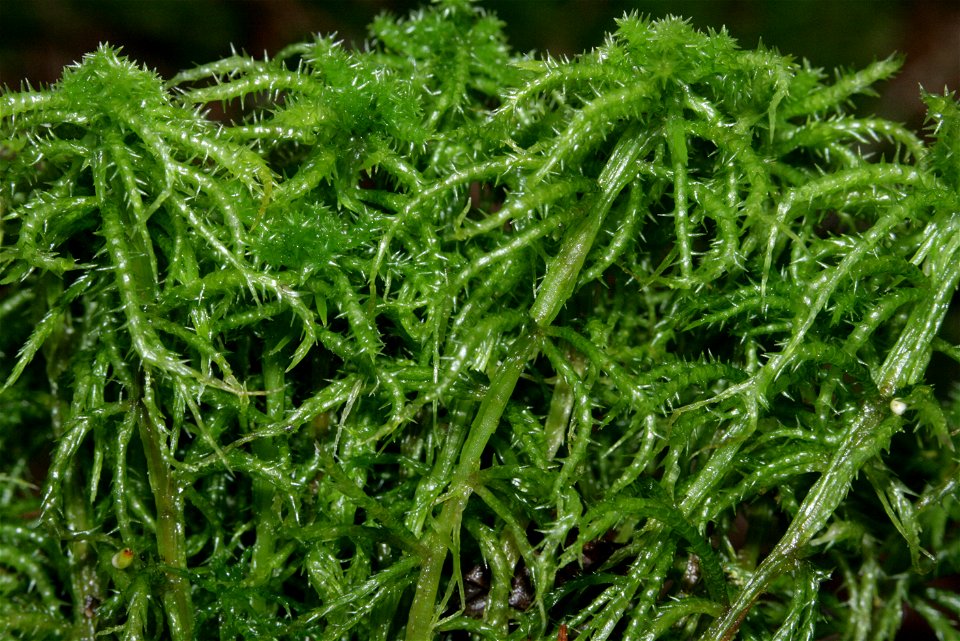 Sphagnum squarrosum