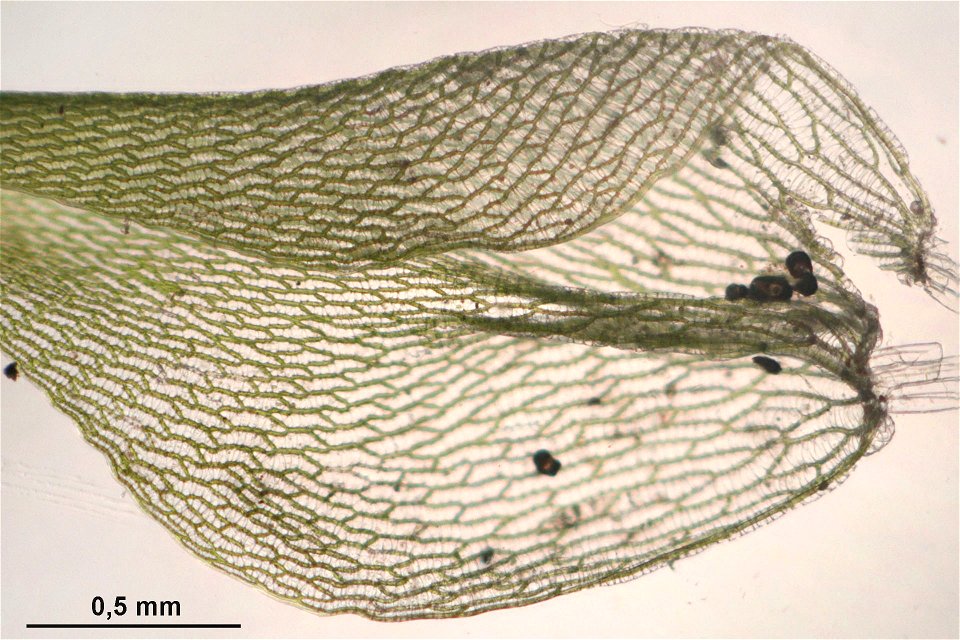 Sphagnum squarrosum