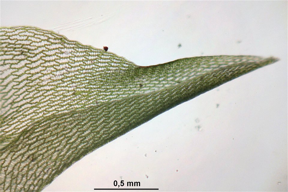 Sphagnum squarrosum