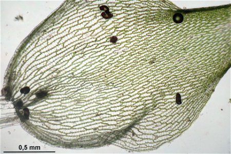 Sphagnum squarrosum