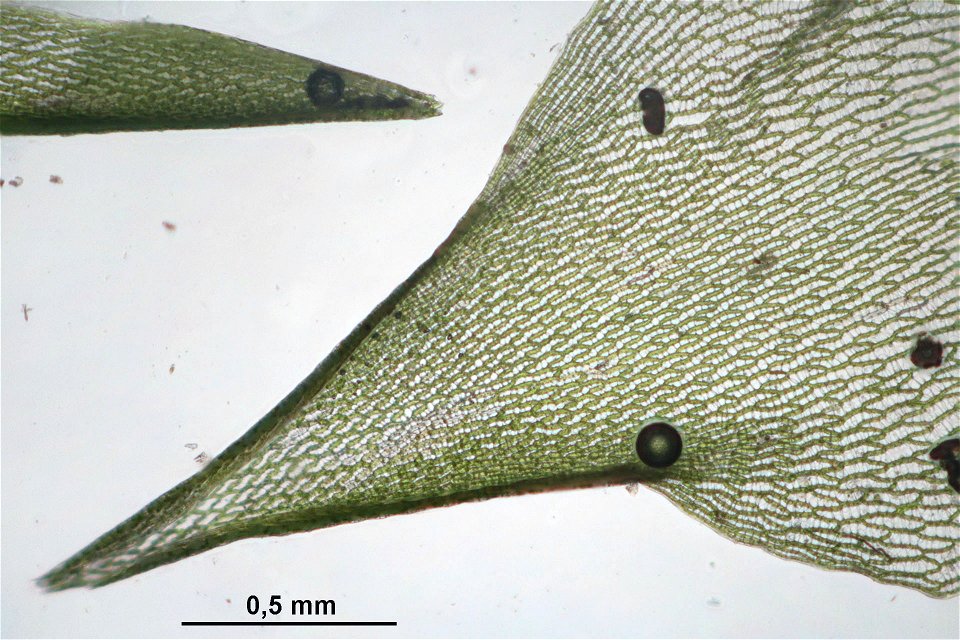 Sphagnum squarrosum