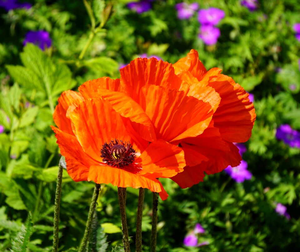 Blossom bloom klatschmohn
