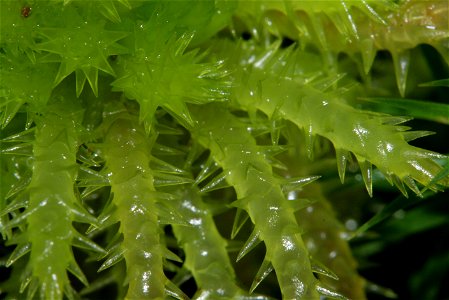 Sphagnum squarrosum