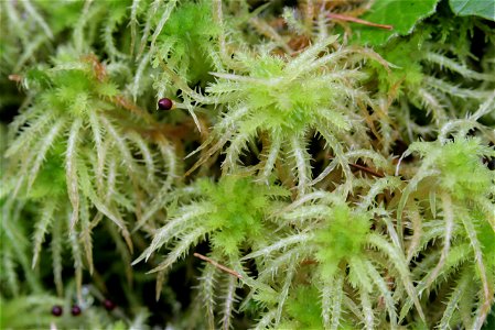 Sphagnum squarrosum