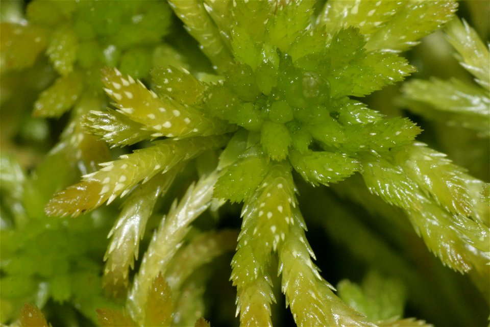 Sphagnum girgensohnii
