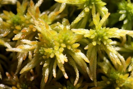 Sphagnum girgensohnii