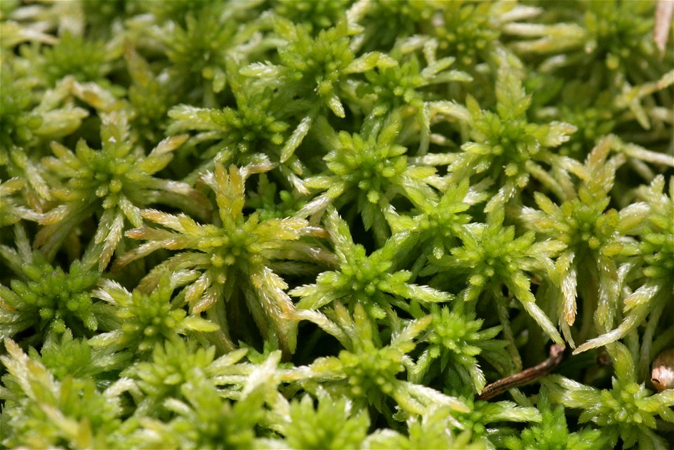 Sphagnum girgensohnii