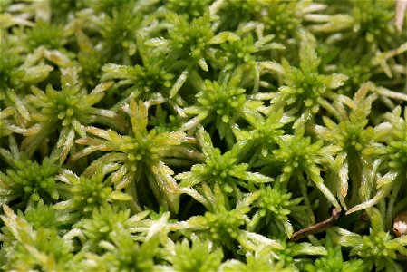 Sphagnum girgensohnii