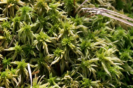 Sphagnum girgensohnii