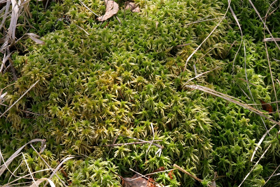 Sphagnum girgensohnii