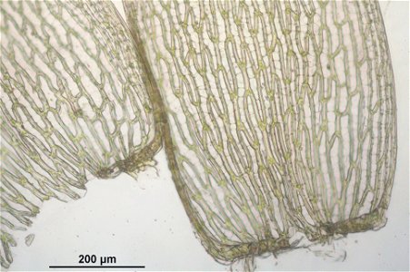 Sphagnum girgensohnii