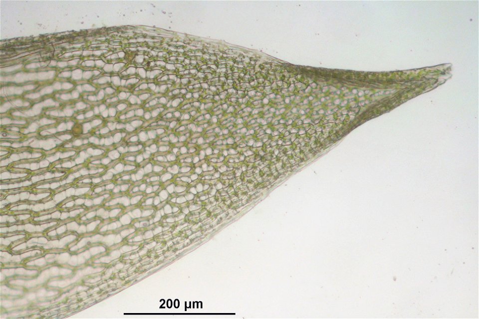 Sphagnum girgensohnii