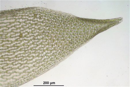 Sphagnum girgensohnii