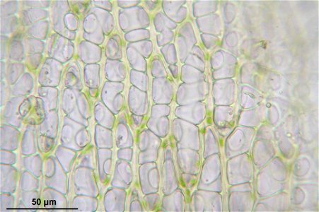 Sphagnum girgensohnii