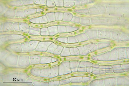 Sphagnum girgensohnii