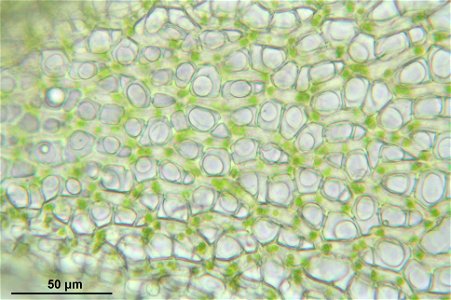 Sphagnum girgensohnii