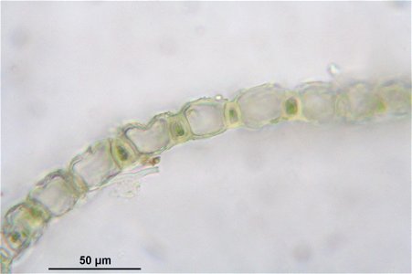 Sphagnum girgensohnii