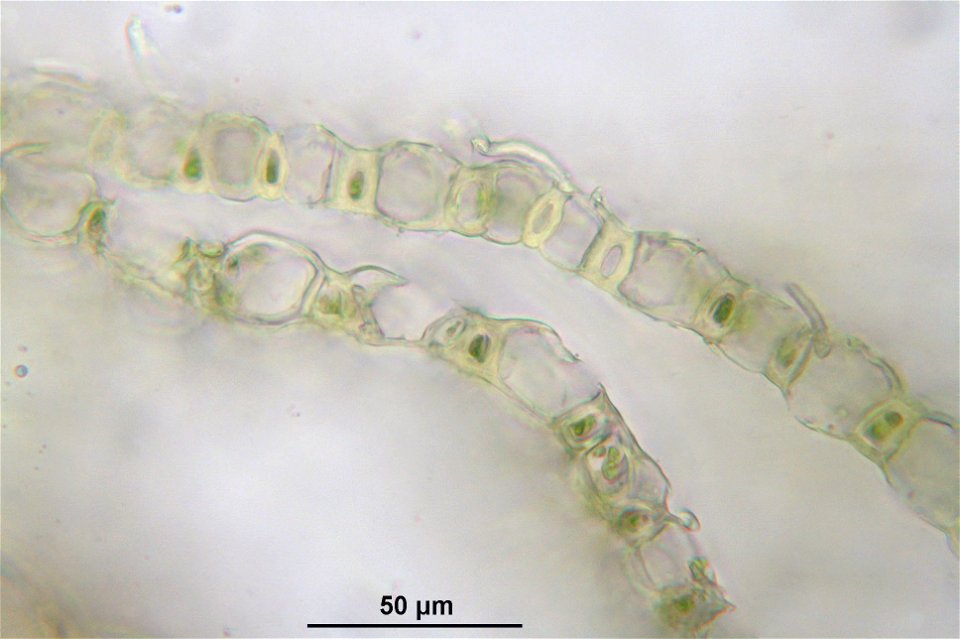 Sphagnum girgensohnii