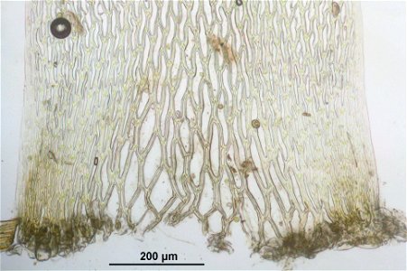 Sphagnum girgensohnii