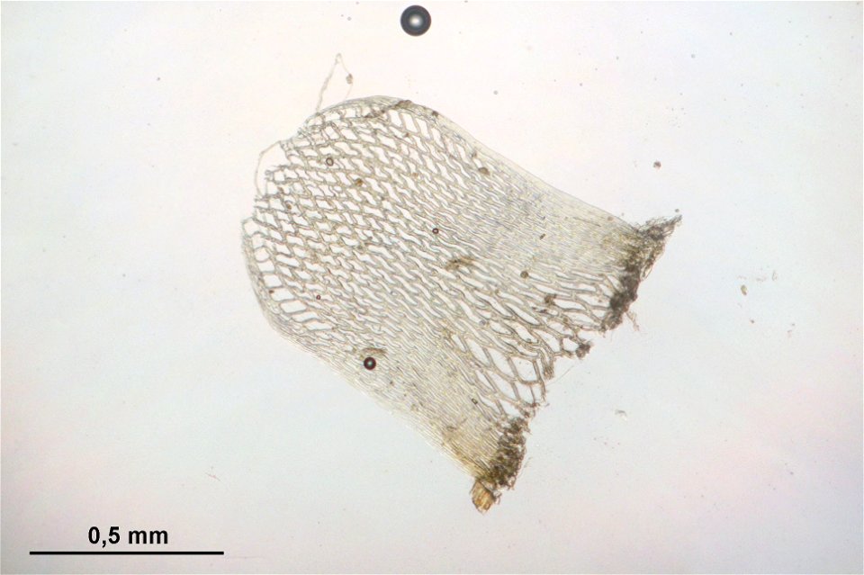 Sphagnum girgensohnii