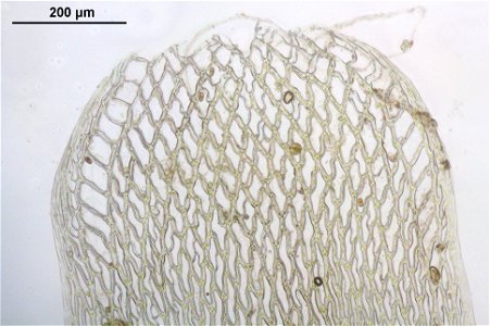 Sphagnum girgensohnii